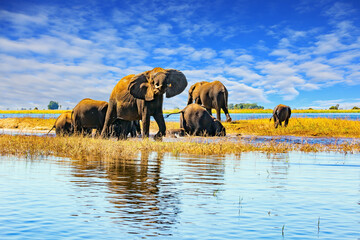 The park in Botswana © Kushnirov Avraham
