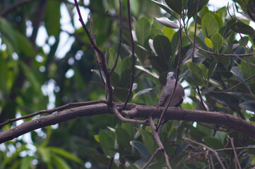 Javanese dove or Geopelia striata perched on a tree