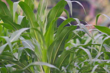 view of corn leaves. corn leaf background. corn growing abundantly in the garden.