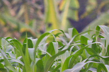 view of corn leaves. corn leaf background. corn growing abundantly in the garden.