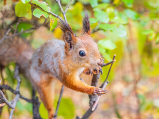 Portrait of a squirrel on a tree trunk