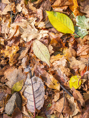 Orange and yellow fallen leaves with dew drops. Autumn leaves with water drops close-up.