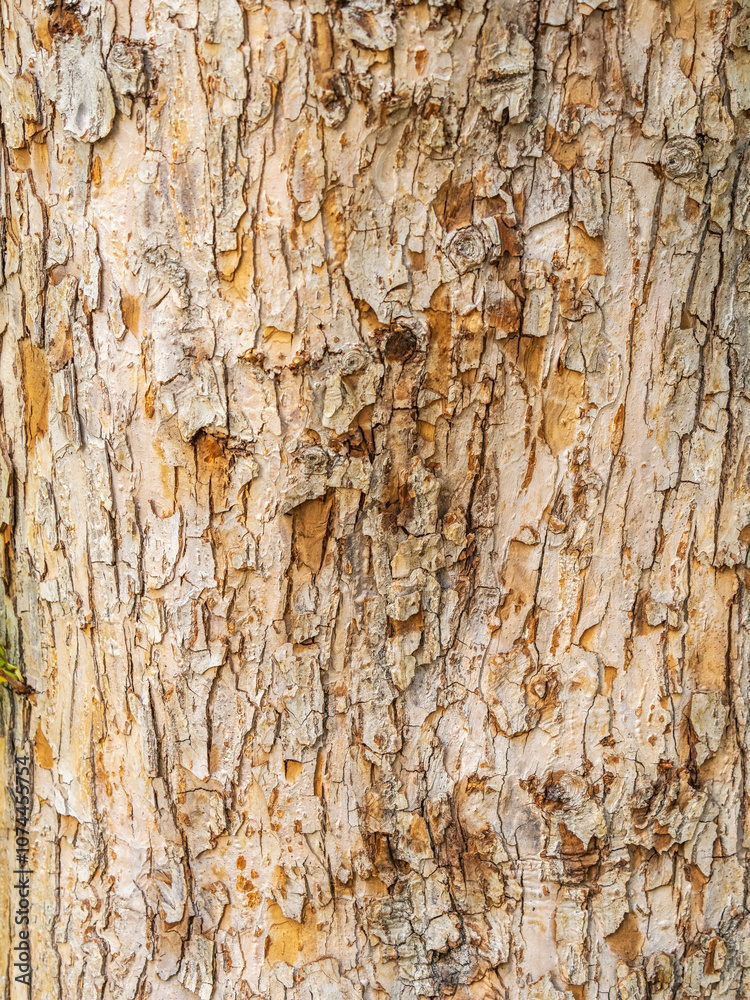 Wall mural The texture of the bark of an old apple tree