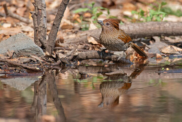 Striated laughingthrush bird waiting to drink water with use of selective focus 