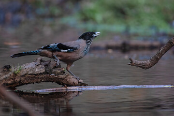 Black headed jay bird waiting to drink with use of selective focus 