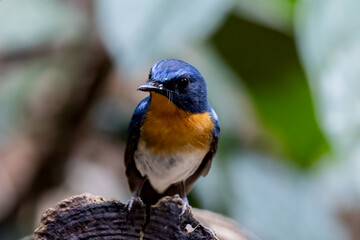 Beautiful bird in Asian, It is a kind of bird found in Thailand.