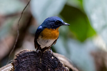 Beautiful bird in Asian, It is a kind of bird found in Thailand.