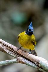 Beautiful bird in Asian, It is a kind of bird found in Thailand.