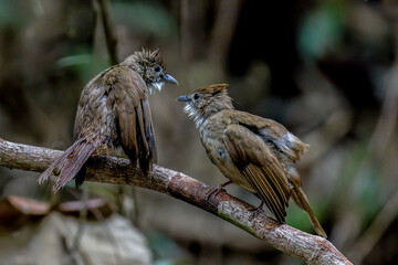 Beautiful bird in Asian, It is a kind of bird found in Thailand.