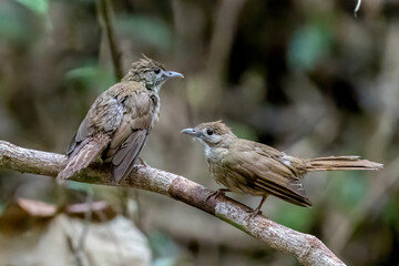 Beautiful bird in Asian, It is a kind of bird found in Thailand.