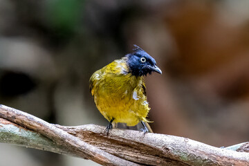 Beautiful bird in Asian, It is a kind of bird found in Thailand.