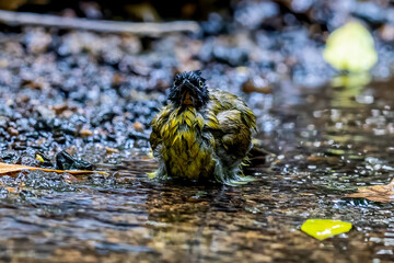 Beautiful bird in Asian, It is a kind of bird found in Thailand.