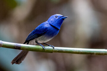 Beautiful bird in Asian, It is a kind of bird found in Thailand.