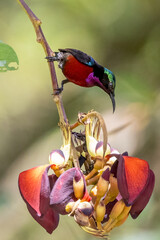 Beautiful bird in Asian, It is a kind of bird found in Thailand.