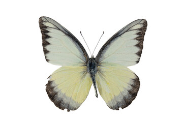 Collection of butterflies in Thailand for study in the biology laboratory.