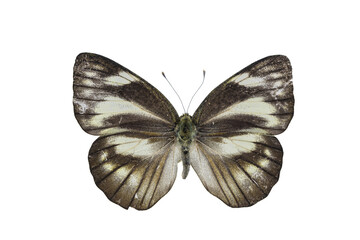 Collection of butterflies in Thailand for study in the biology laboratory.