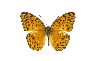 Collection of butterflies in Thailand for study in the biology laboratory.