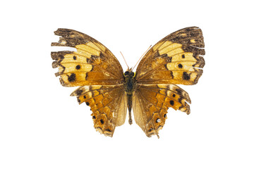 Collection of butterflies in Thailand for study in the biology laboratory.