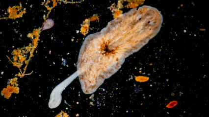 Fototapeta premium Planarian parasite (flatworm) under microscope view.