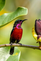 Beautiful bird in Asian, It is a kind of bird found in Thailand.