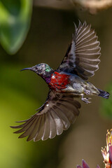 Beautiful bird in Asian, It is a kind of bird found in Thailand.