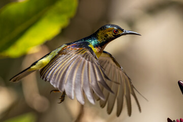 Fototapeta premium Beautiful bird in Asian, It is a kind of bird found in Thailand.