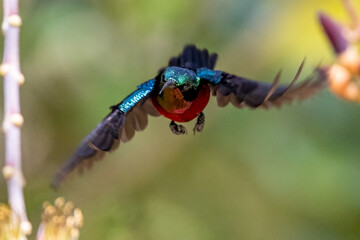 Beautiful bird in Asian, It is a kind of bird found in Thailand.