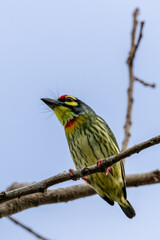 Beautiful bird in Asian, It is a kind of bird found in Thailand.