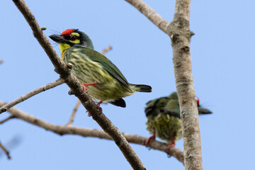 Beautiful bird in Asian, It is a kind of bird found in Thailand.