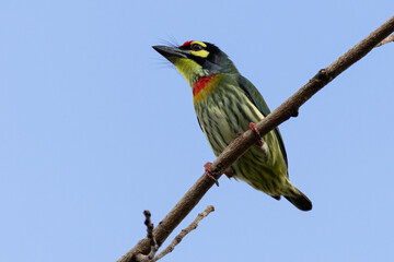 Beautiful bird in Asian, It is a kind of bird found in Thailand.