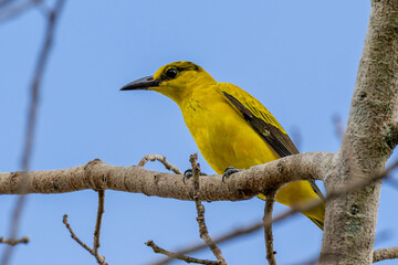 Beautiful bird in Asian, It is a kind of bird found in Thailand.