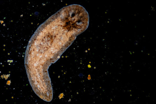 Planarian parasite (flatworm) under microscope view.