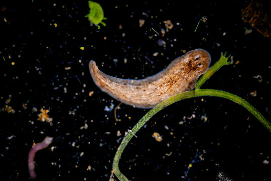 Planarian parasite (flatworm) under microscope view.