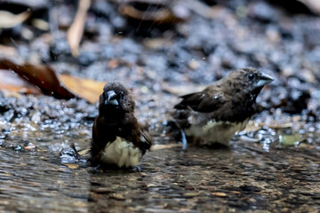 Beautiful bird in Asian, It is a kind of bird found in Thailand.