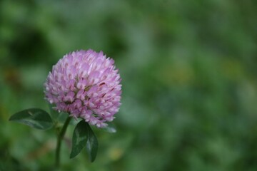 rotklee, heilpflanze,