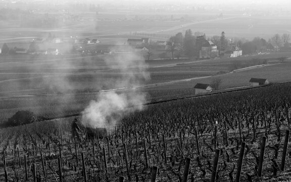 ouvrier viticole dans le vignoble d'Aloxe-Corton en Bourgogne en hiver, tailler et br&ucirc;ler les sarments de vigne