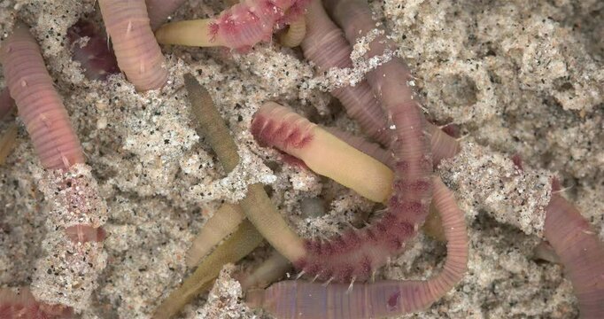 Colony of Arenicola marina worms close-up, class Polychaeta. They inhabit the intertidal zone and dig holes in silty-sandy soil. White Sea