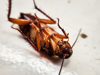 Selective focus of a dead house cockroach in a supine position