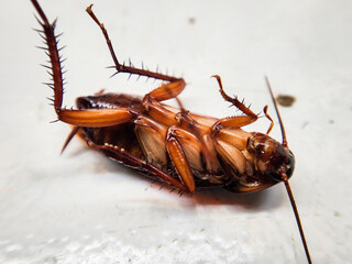 Selective focus of a dead house cockroach in a supine position