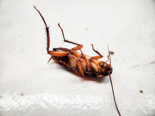 Selective focus of a dead house cockroach in a supine position