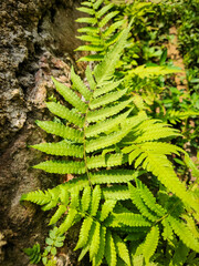 Portrait of Phegopteris connectilis long beech fern