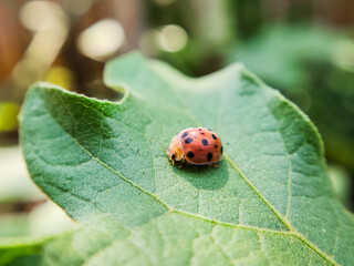 Ladybug on a green leaf, macro shot, shallow dof
