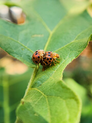 Ladybug on a green leaf, macro shot, shallow dof