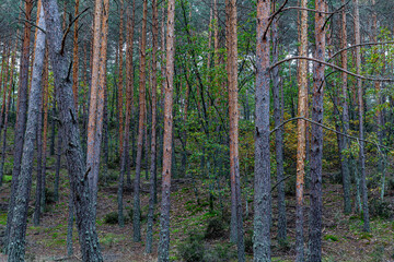 Scots pine forest. Pinus sylvestris. Camposagrado pine forest, Leon, Spain.