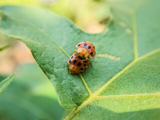Ladybug on a green leaf, macro shot, shallow dof