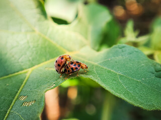Ladybug on a green leaf, macro shot, shallow dof