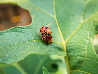 Ladybug on a green leaf, macro shot, shallow dof