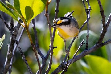 A Striated Pardalote perched on a branch