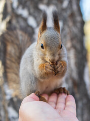 A squirrel in the autumn eats nuts from a human hand. Eurasian red squirrel, Sciurus vulgaris