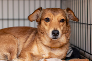 A brown dog is laying on a cozy bed, curiously looking at the camera